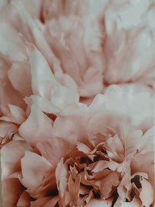 Peony II Canvas Print 60 X 90