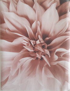 Peony Canvas Print 30 x 40